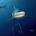 shark_silky_far_jar_v_0299_cub1583.jpg